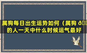 属狗每日出生运势如何（属狗 🐟 的人一天中什么时候运气最好 🌵 ）